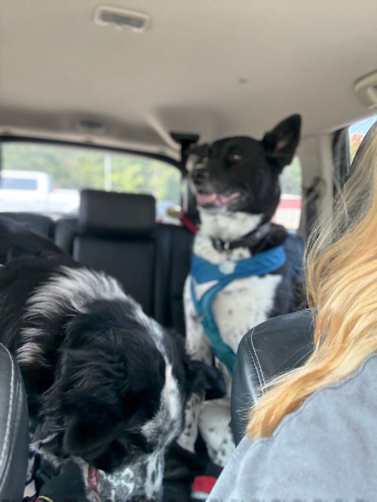 Two service dogs in their car harnesses and shoes sitting in the backseat being goofballs. A large black and white spotted Border Collie/Newfoundland mix puppy (Hearthstone) and a large black and white spotted Border Collie/Akita dog (Zatanna). Hearth is in the foreground, Z is in the background. 