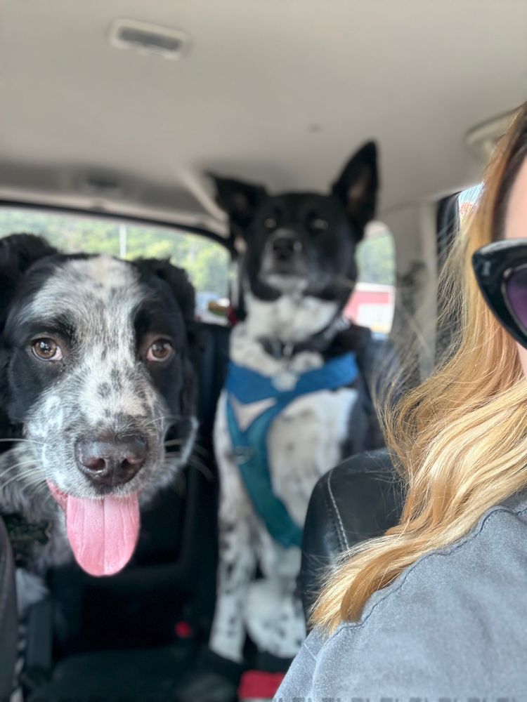 Two service dogs in their car harnesses and shoes sitting in the backseat posing for a picture. A large black and white spotted Border Collie/Newfoundland mix puppy (Hearthstone) and a large black and white spotted Border Collie/Akita dog (Zatanna). Hearth is in the foreground tongue hanging out of his mouth, Z is in the background with her ears perked up. 