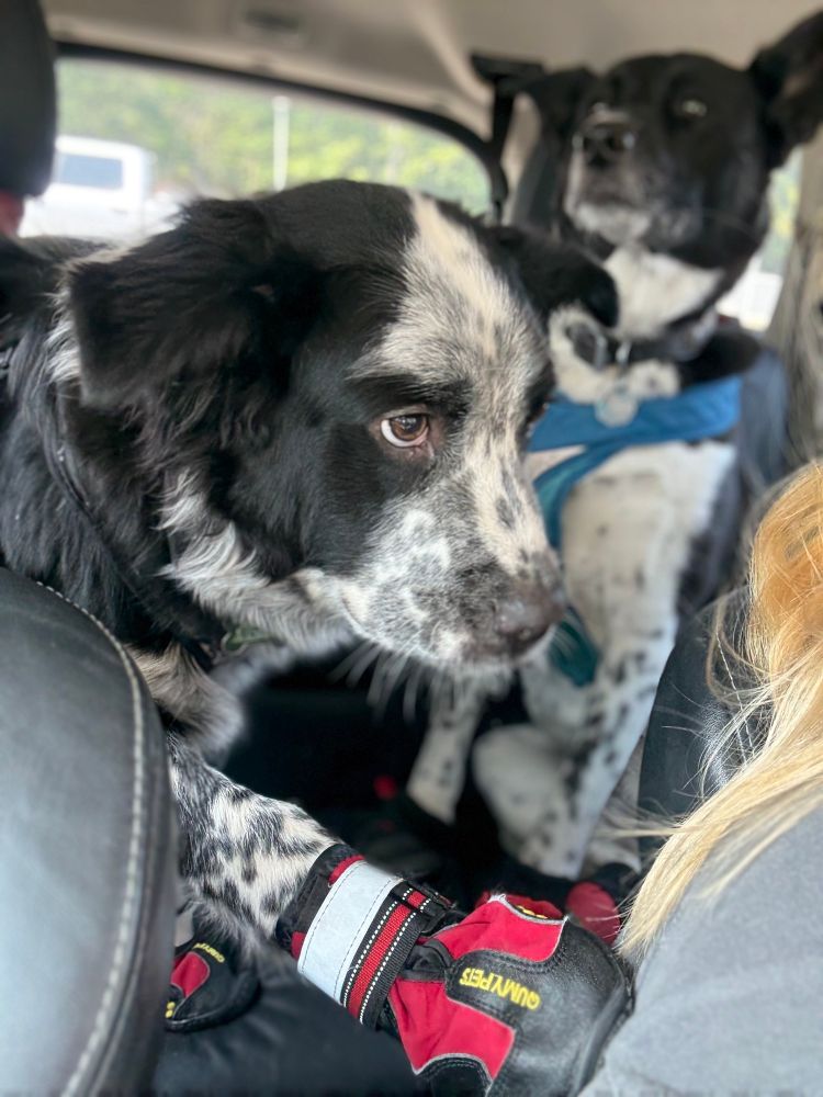 Two service dogs in their car harnesses and shoes sitting in the backseat. A large black and white spotted Border Collie/Newfoundland mix puppy (Hearthstone) has reached forward and put one of his paws (in its shoe) on Saffy’s shoulder to alert. In the background is a large black and white spotted Border Collie/Akita dog (Zatanna), she has also caught the alert and has a serious look on her face. 