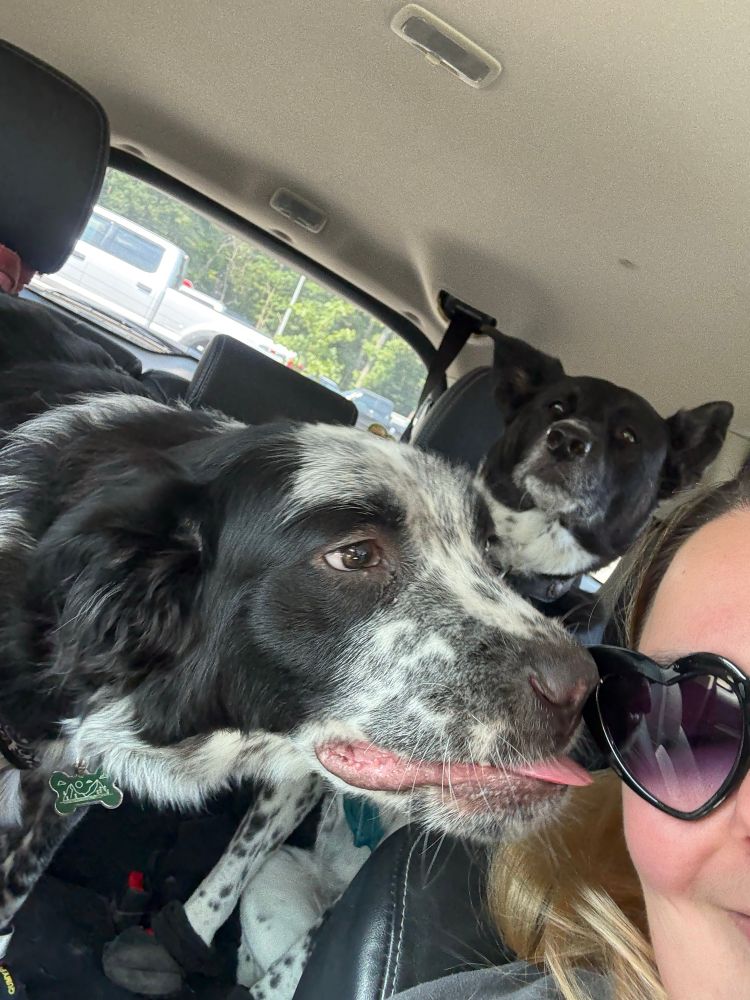 Two service dogs in their car harnesses and shoes sitting in the backseat. A large black and white spotted Border Collie/Newfoundland mix puppy (Hearthstone) has leaned forward to steal a kiss from Saffy right as the picture gets taken. This resulted in a blep about half an inch from their cheek. In the background a large black and white spotted Border Collie/Akita dog (Zatanna) is beaming with happiness, a silly smile playing on her face. 