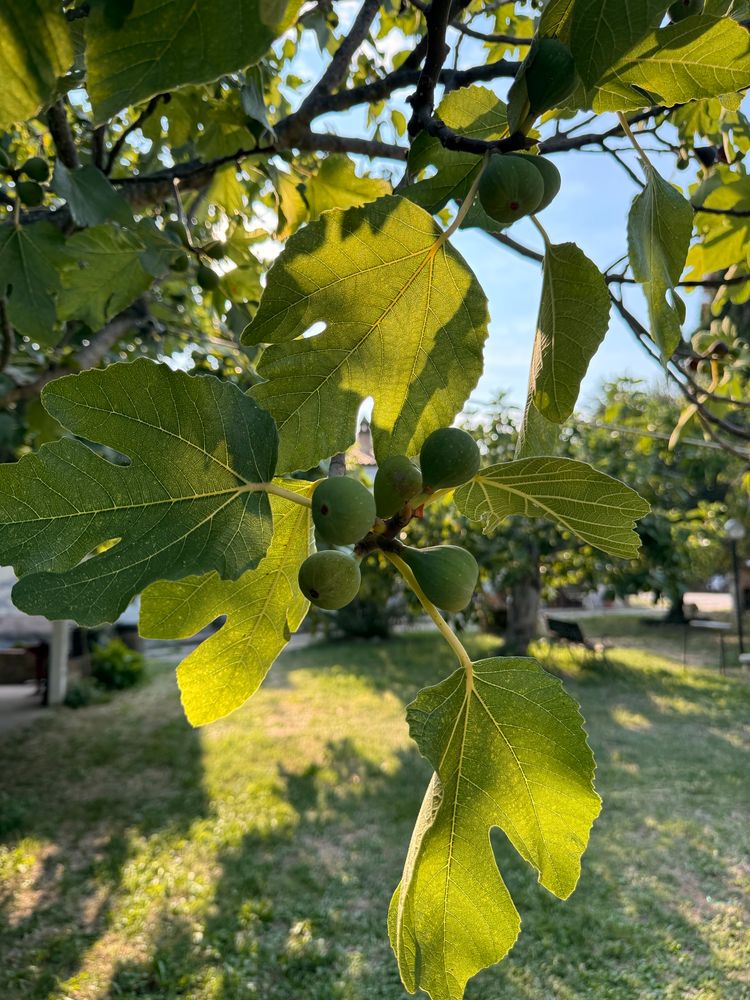 Foglie di fico verdi illuminate dal sole con piccoli frutti acerbi sul ramo, in un giardino estivo sfocato sullo sfondo.