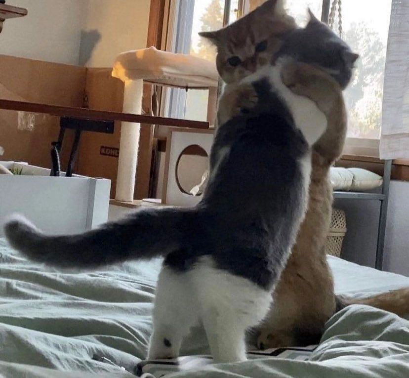 me hugging lena, if we were both kitty cats hugging like humans while standing upright on a bed