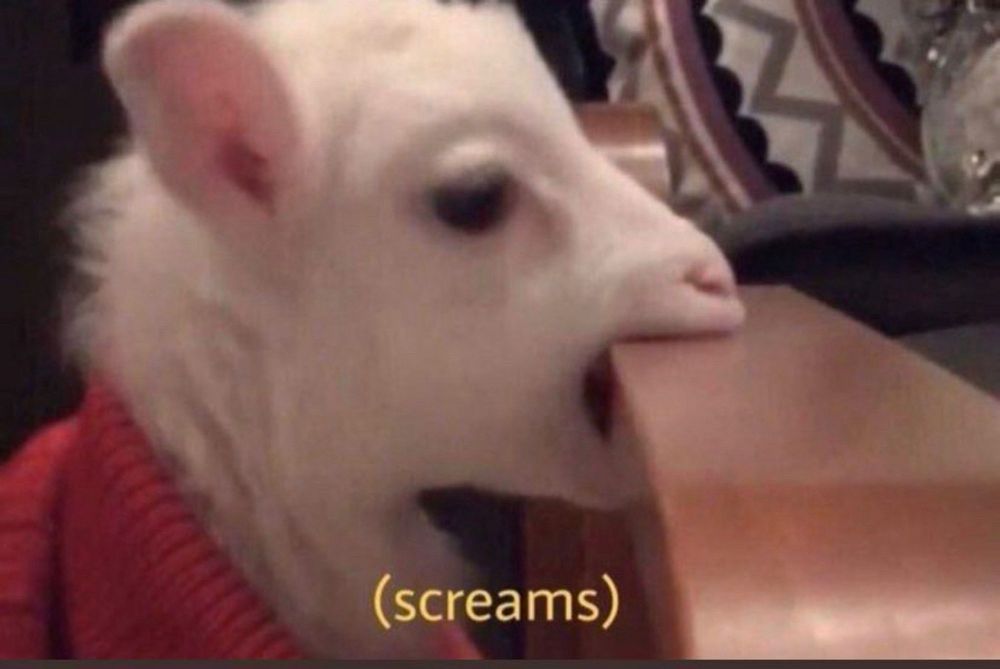 A white goat in a snazzy sweatshirt/turtleneck bites a wooden board (really got a mouthful).
Caption: (screams)