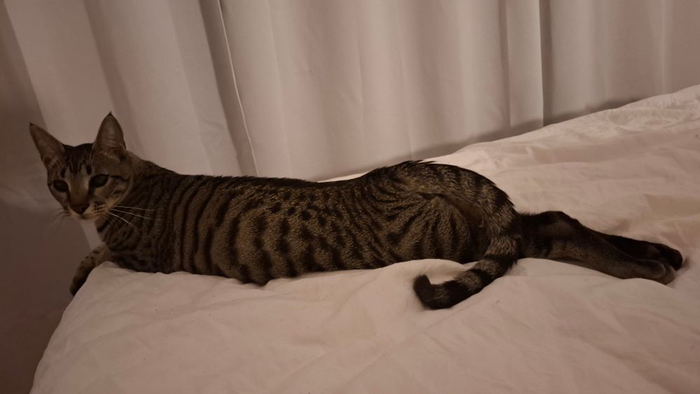 seto lying stretched out, legs behind him shut, looking over at me. he just looks so queer