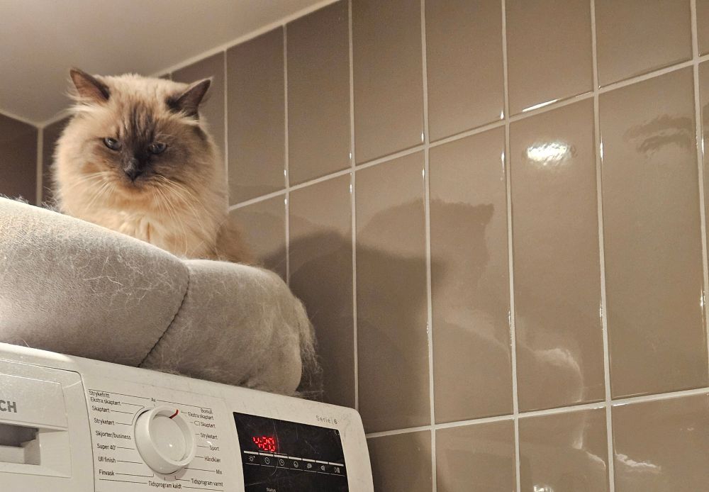 Her Highness the cat in her seat atop the drier. She's sitting upright looking sternly at me, above the lit dryer panel announcing - and this is just the default program - 4:20.