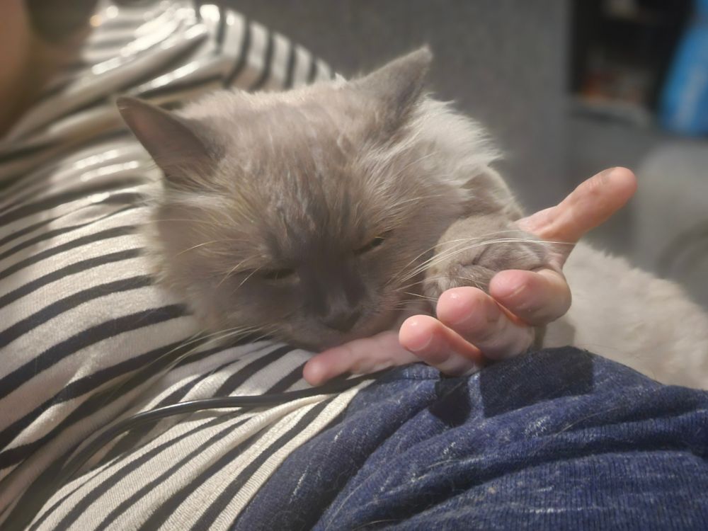 Her Highness the cat embracing my waist with her whole self, while holding my hand with her paw while also grooming my fingers