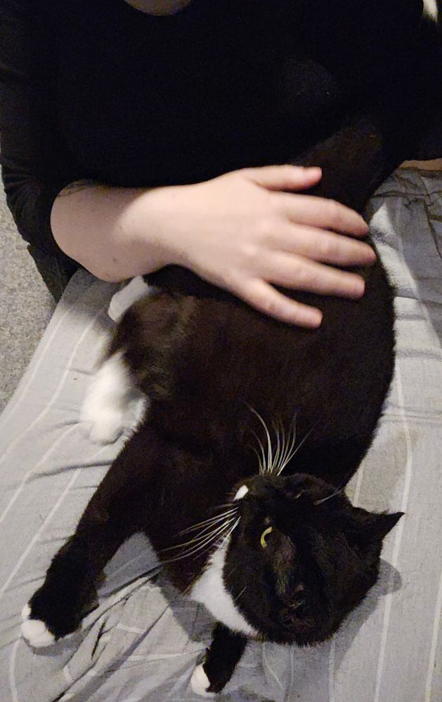 Sofie the cat holding me down and glaring to make sure I don't move away from the Correct Place