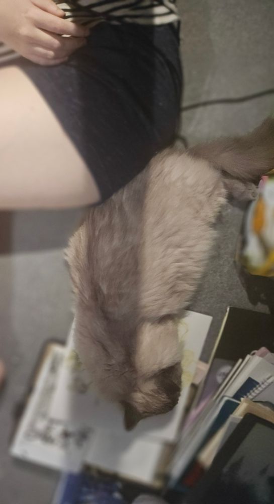 Her Highness the cat, applying herself on top of two open sketchbooks so I'll just go to bed already