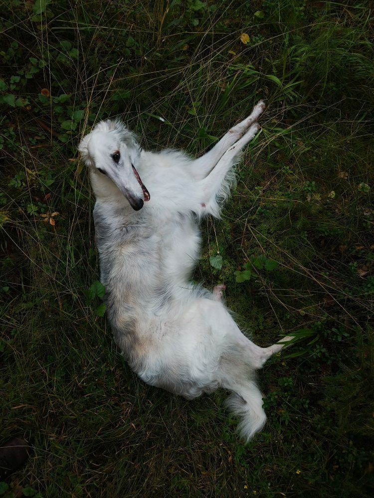 Venti, a white borzoi, laying in grass and moss