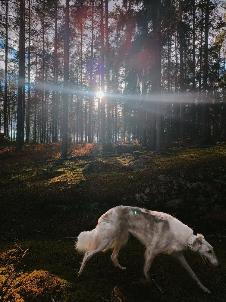 borzoi walking in the forest, sun beaming between the trees on the background
