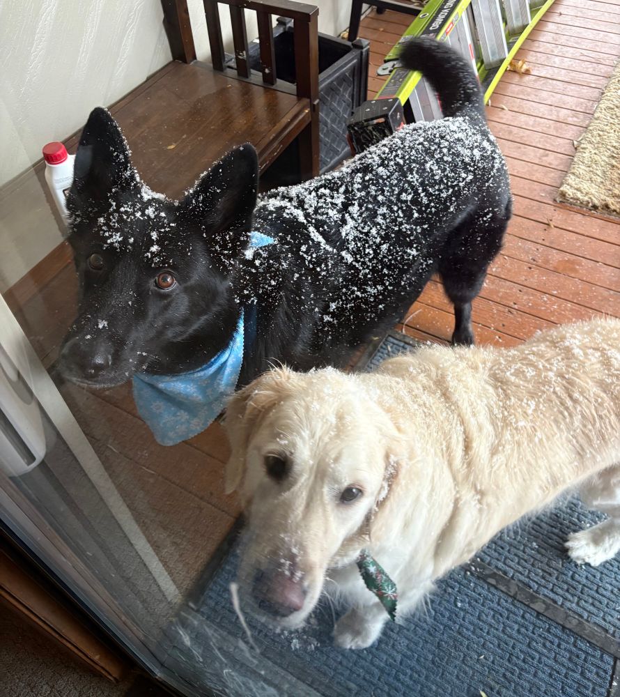 A black German Shepherd and a white Golden Retriever are asking to come inside, covered in snow