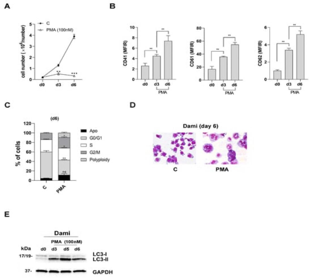 AC-73 and Syrosingopine Inhibit SARS-CoV-2 Entry into Megakaryocytes by Targeting CD147 and MCT4