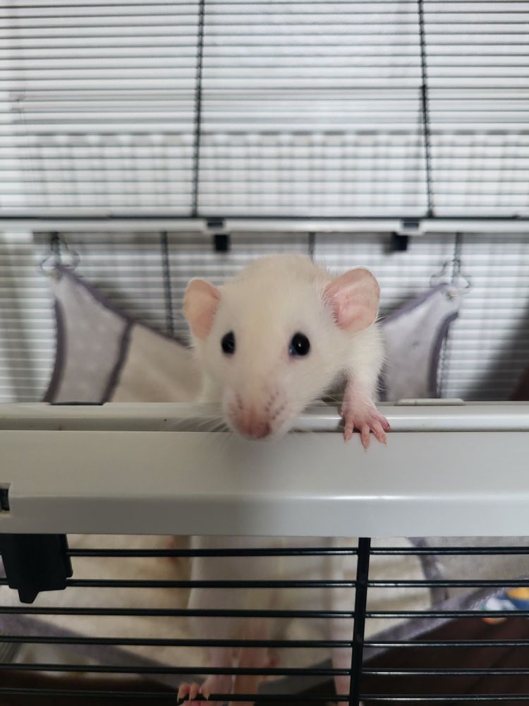 A little white rat with dumbo ears called Eva desperately tries to climb out of the top of her cage. It's giving Mufasa. 