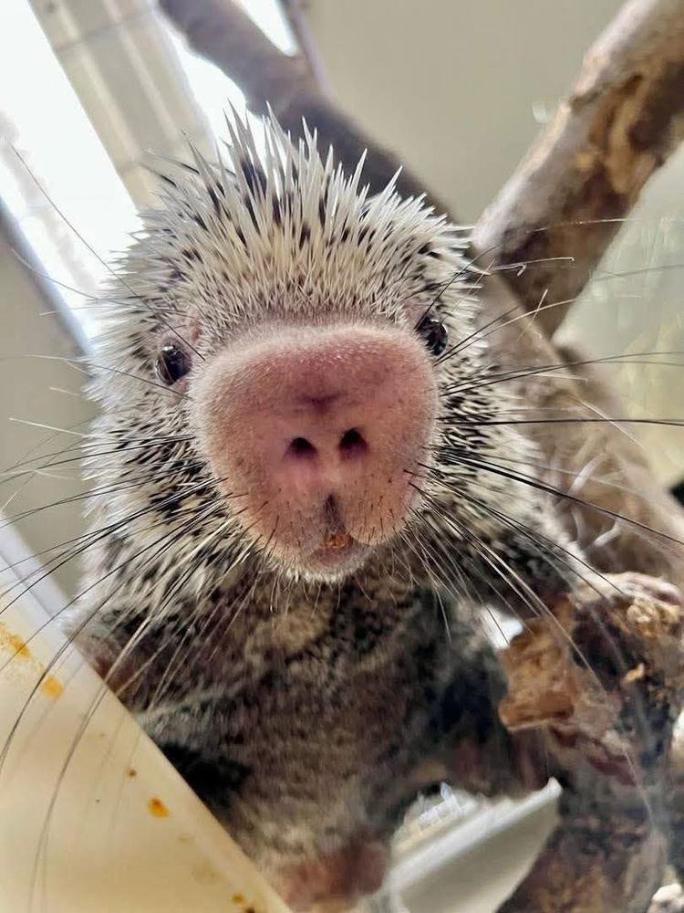 Photo of a prehensile tailed porcupine looking straight into the camera. 
