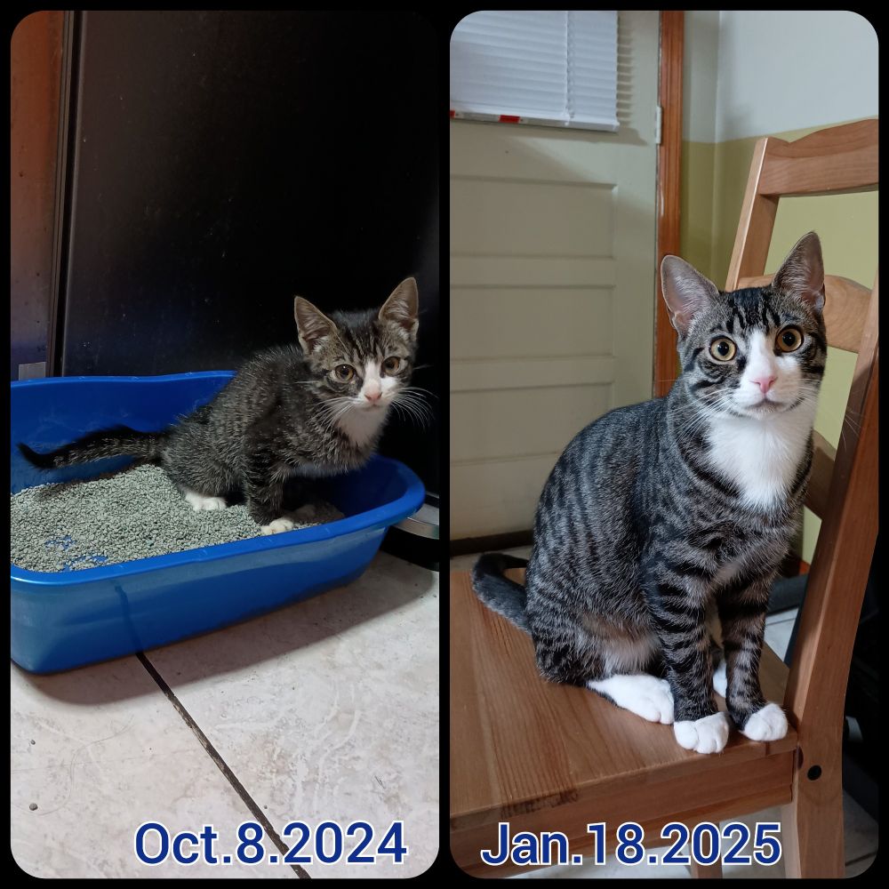 Comparison photo of a kitten from approximately 8 weeks old on October 8, 2024 to date (January 18, 2025).