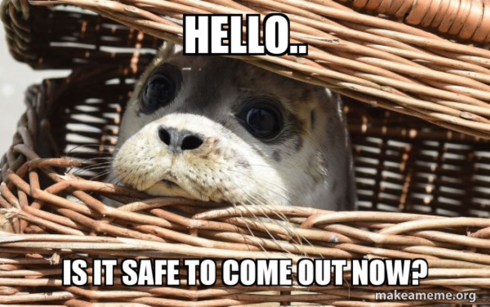 A seal peeking out of a basket. Caption says: Hello..Is it safe to come out now?