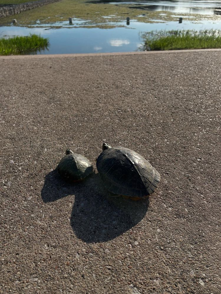 Pair of turtles ready for a dip.