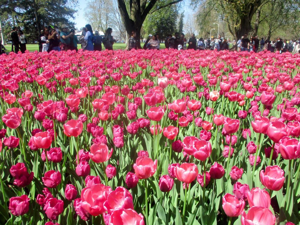 A vibrant display of pink and magenta tulips in a flowerbed, with a large group of people visible in the distance.