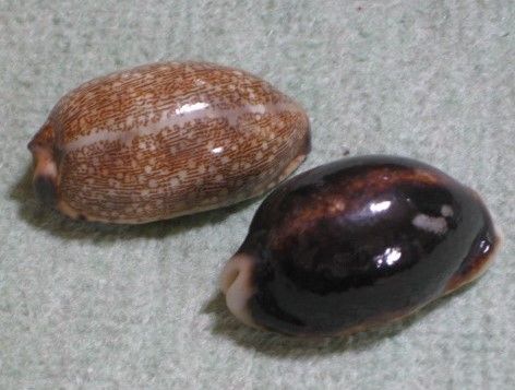 タカラガイ、貝殻、カネツケダカラ 石川善一: 