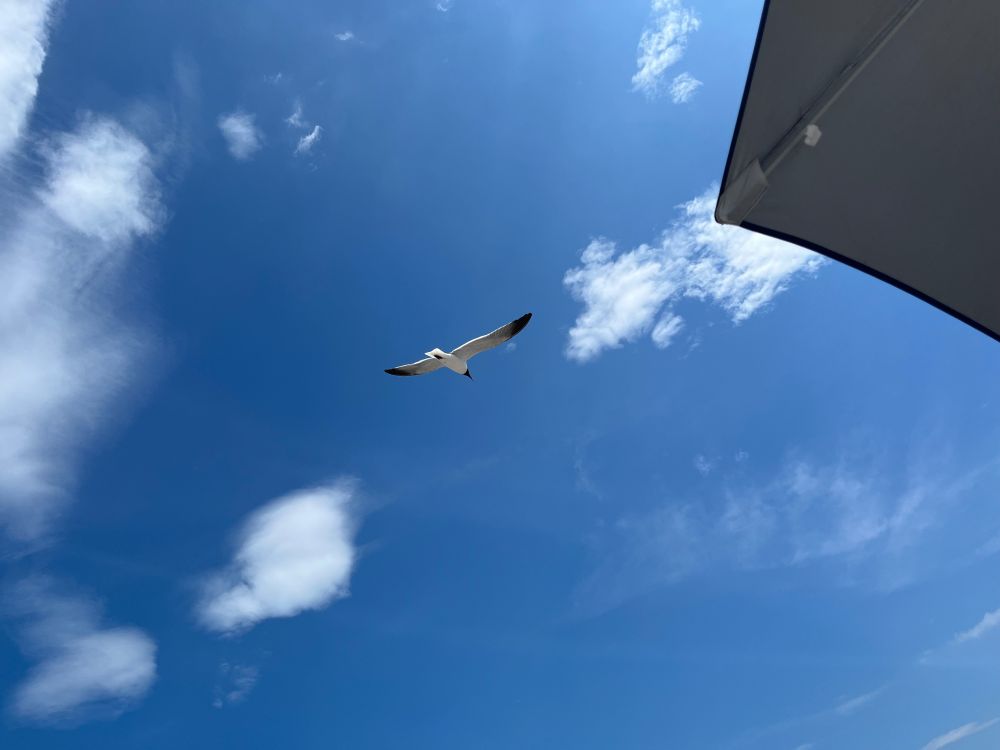 The photo that was used as reference for the pixel art containing the same sky umbrella and bird