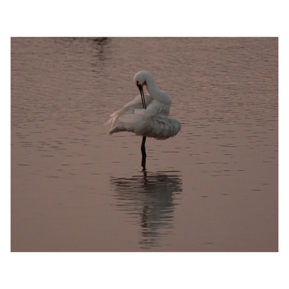 Löffler im Wasser stehend. Das Licht ist vom Sonnenaufgang pink gefärbt. Der Löffler putzt sich