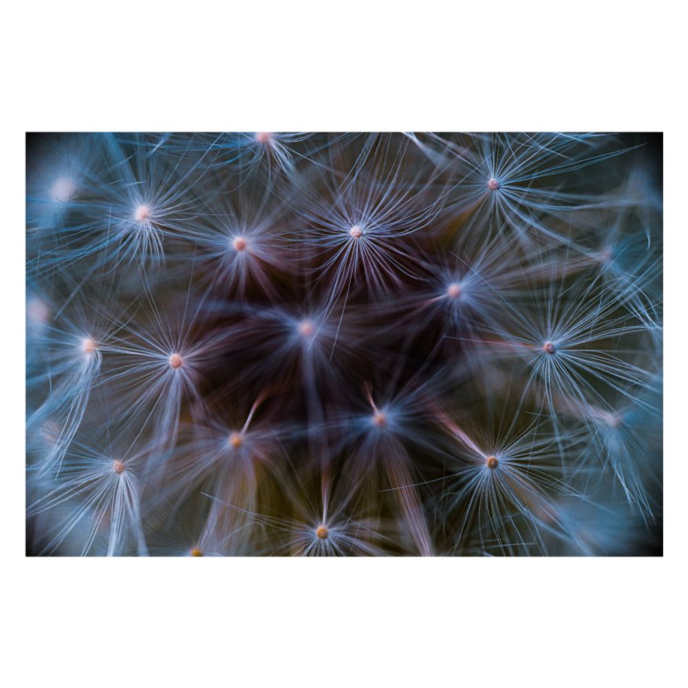 Eine Pusteblume in Makroaufnahme