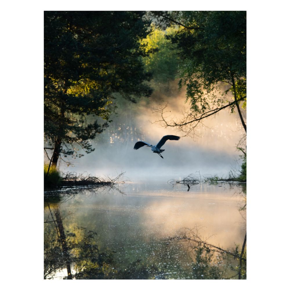 Ein Reiher fliegt übers Wasser auf einen zu, Bäume umgeben die Lichtung, Sonnenaufgangslicht fällt herein