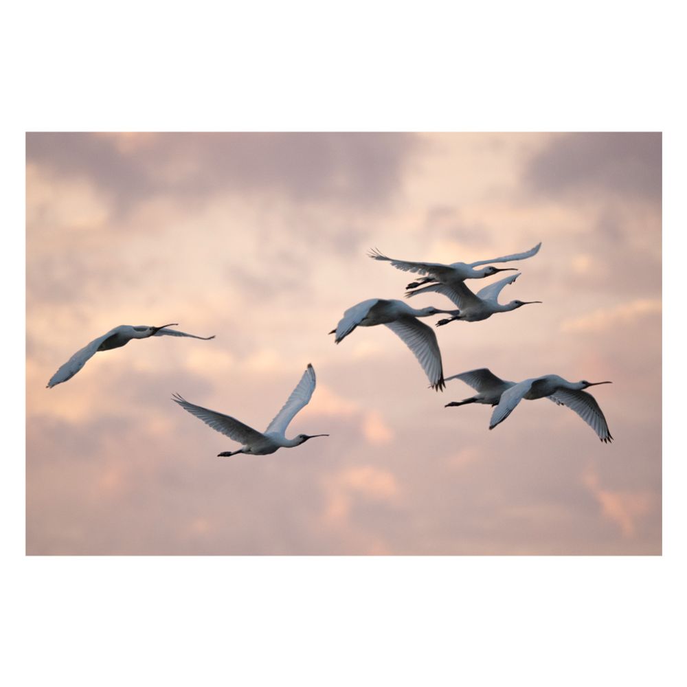 6 Löffler fliehend vor einem leicht pinken Wolkenhimmel