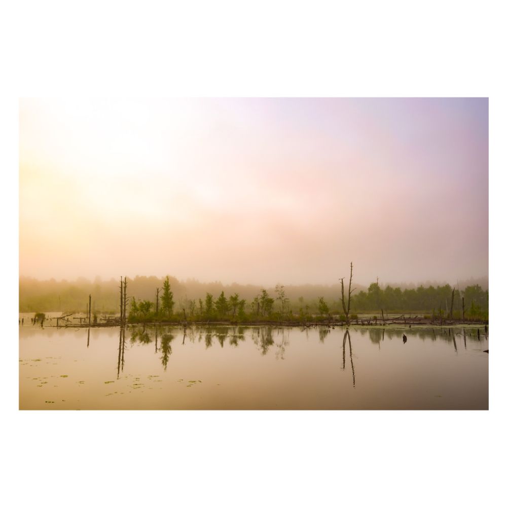 Mooslandschaft bei Sonnenaufgang im Morgennebel
