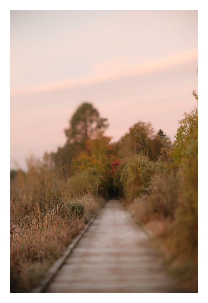 Holzweg mit herbstlich gefärbten Bäumen und Hecken an beiden Seiten 