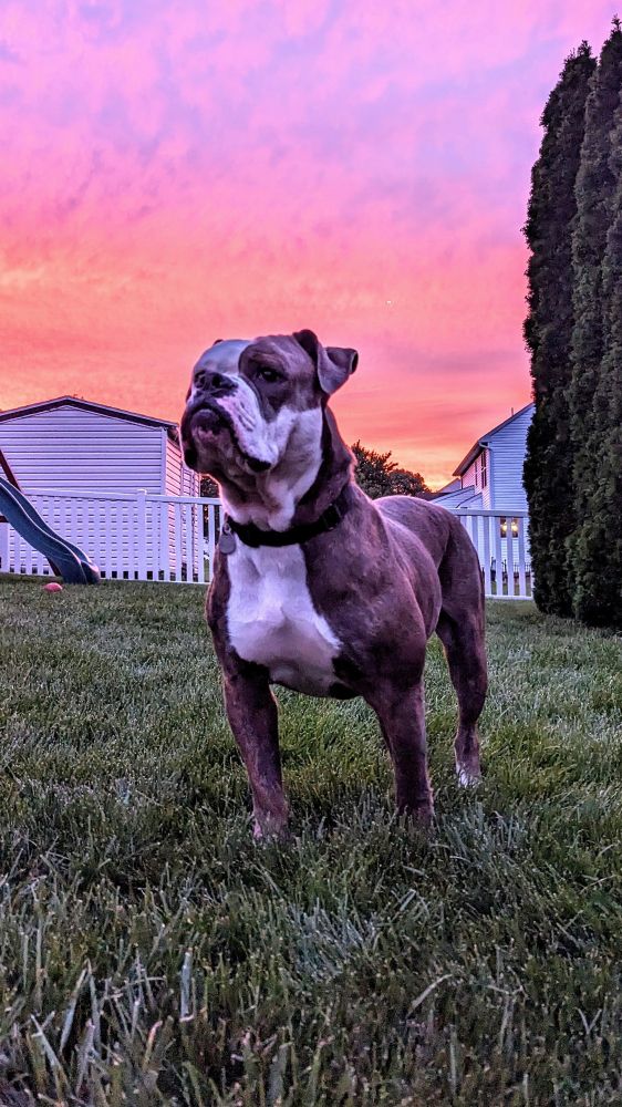Ralphie The Adoptabully with a Vanilla Sky Sunset behind him