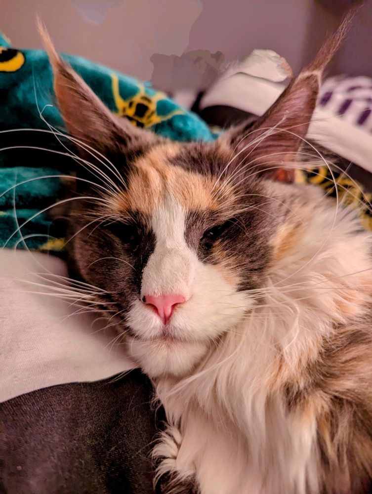 Luna the Maine coon cat. She's a muted tortoise colour, with a big white fluffy chest. She has the longest ear tufts and the biggest chin I've ever seen on a cat