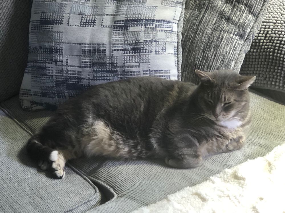 Grey cat resting on a couch