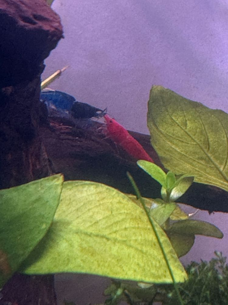 Shrimp