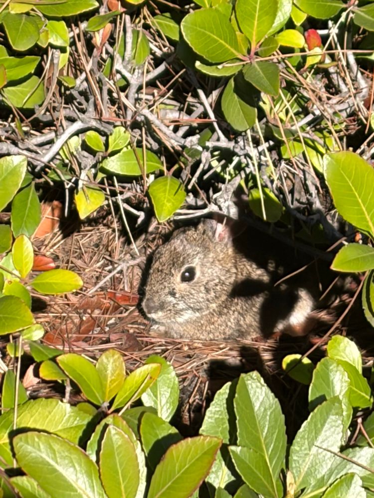 Cottontail rabbit sticks head out opening in shrub to catch some sun
