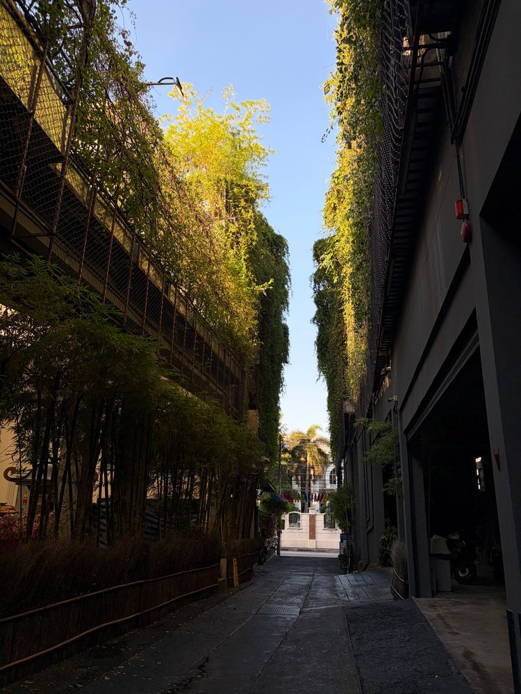 Green plant walls above alley