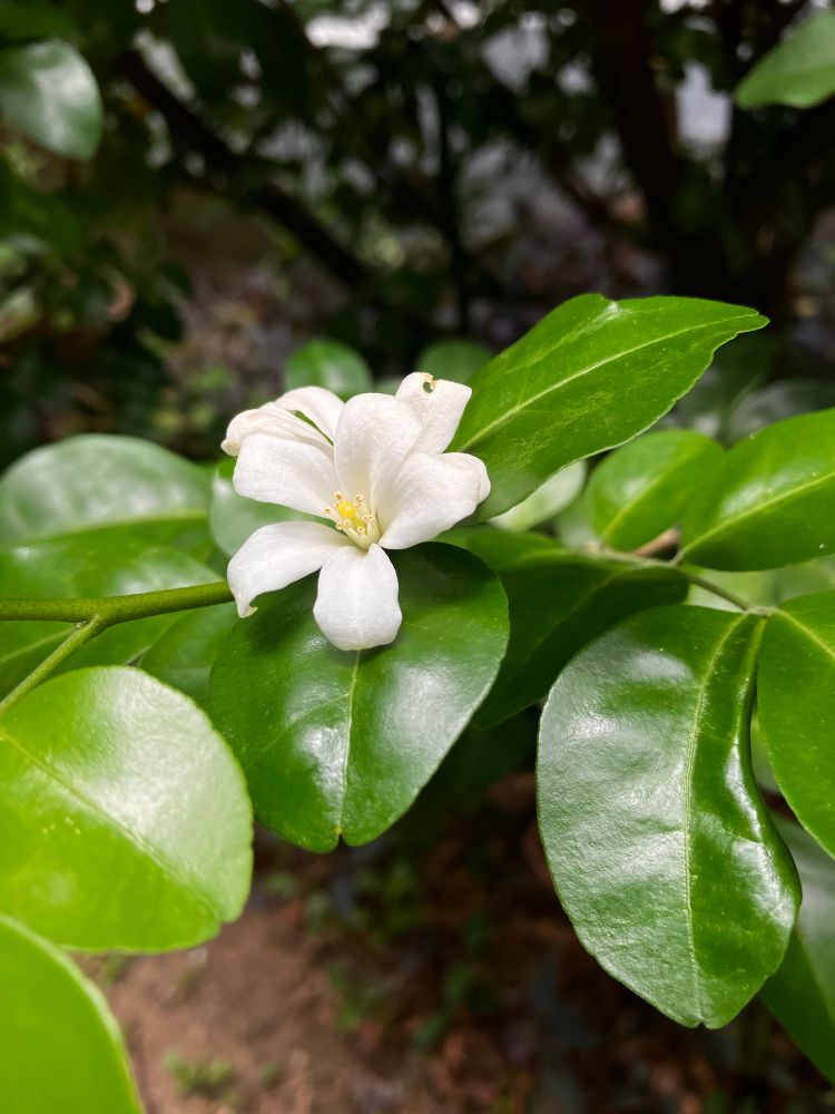 White fragrant flower and shiny green leaves