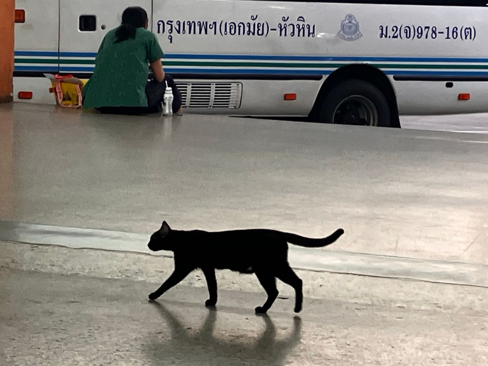 Cat walks on the concrete platform. Background: person sitting on platform waiting by a bus marked Bangkok (Ekkamai) - Hua Hin