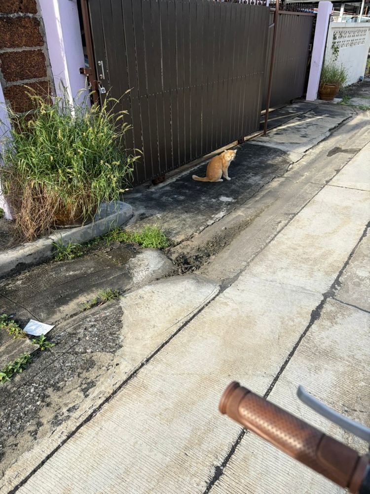 Orange cat sitting in front of house gate seen from riding a bike (handle bar visible)