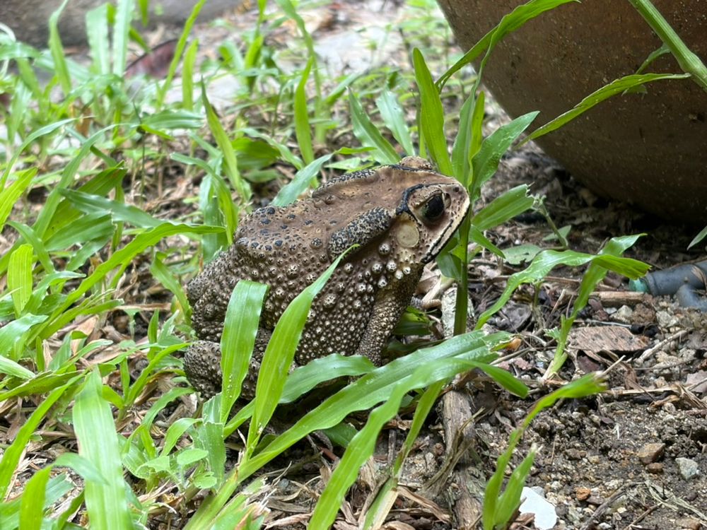 toad in grass
