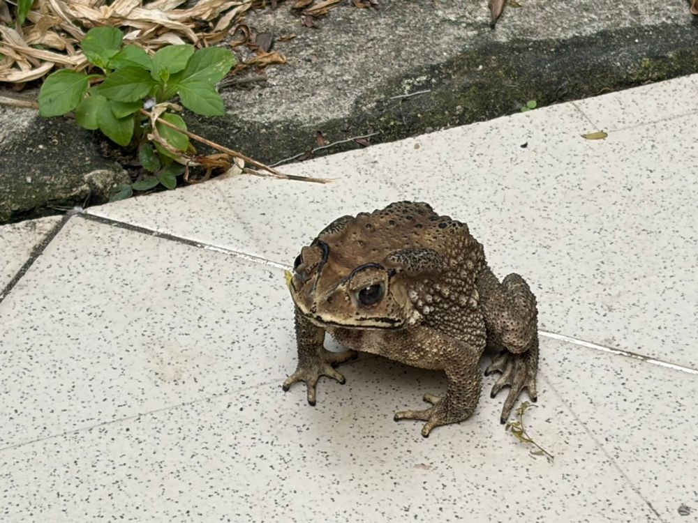 toad on tile