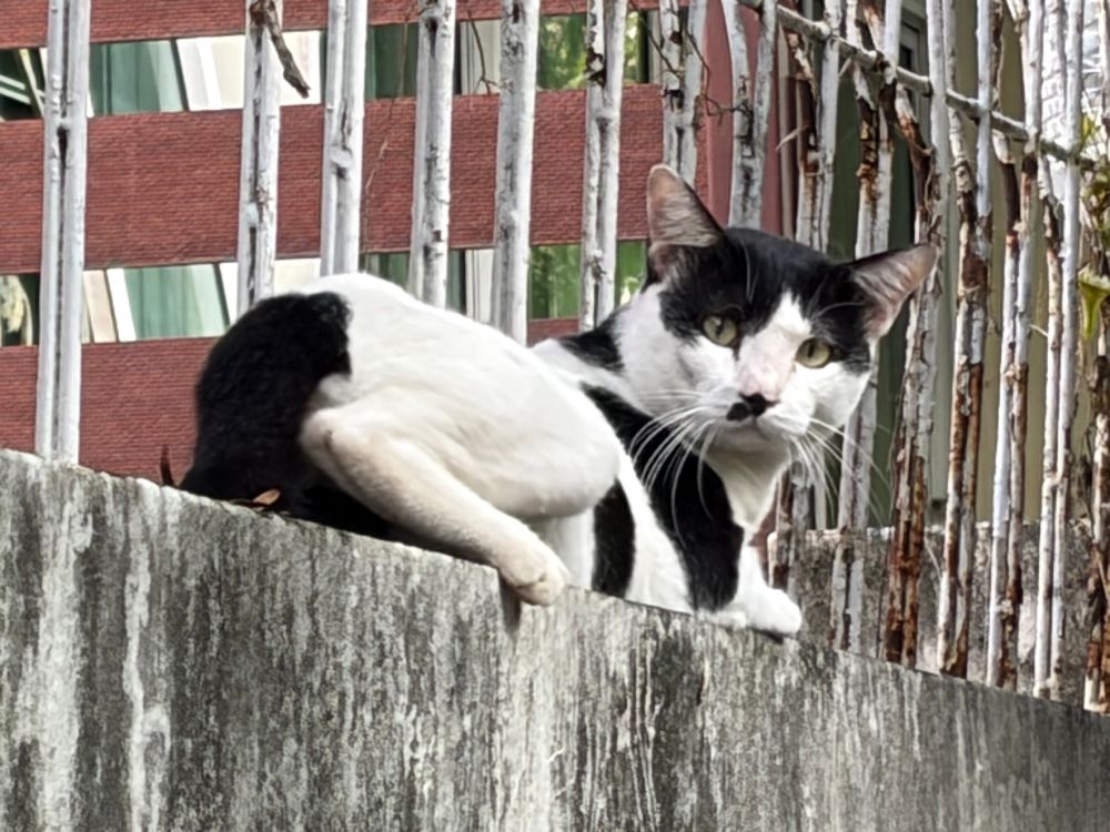White and black cow cat with black mark on mouth resting on top of wall