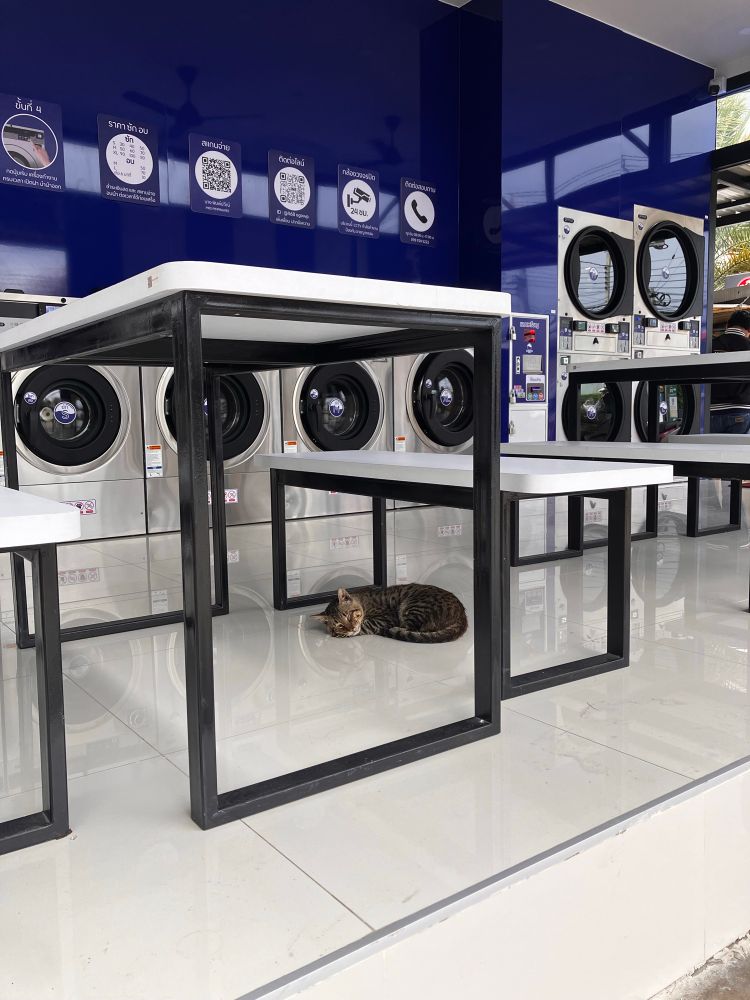 Mackerel tabby cat sleeping under a bench on a shiny white floor in the reflection of the washing machines 