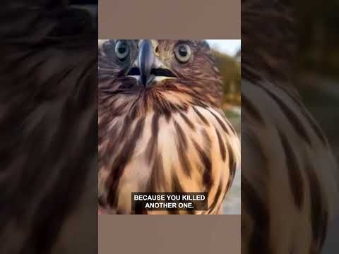Hawk Acting Guilty