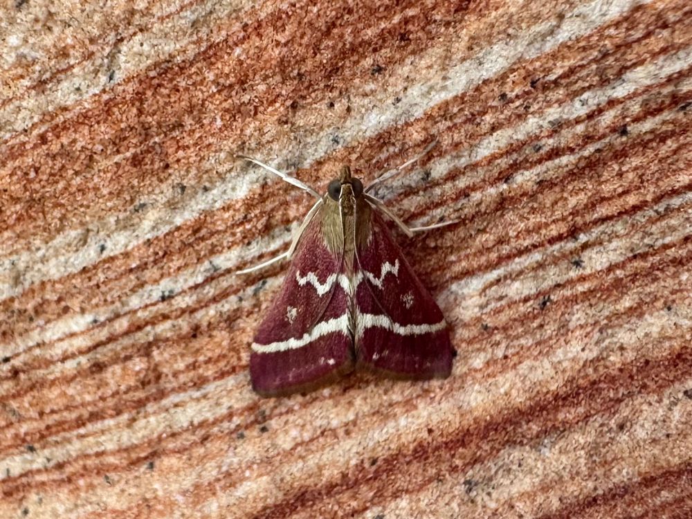 A small fuzzy moth on striped red sandstone. The moth’s wings are a subtle maroon color with a white zig-zag line across the top, a straight shite stripe below, and a white spot between. The moth’s fuzzy body appears almost green-brown in contrast.
