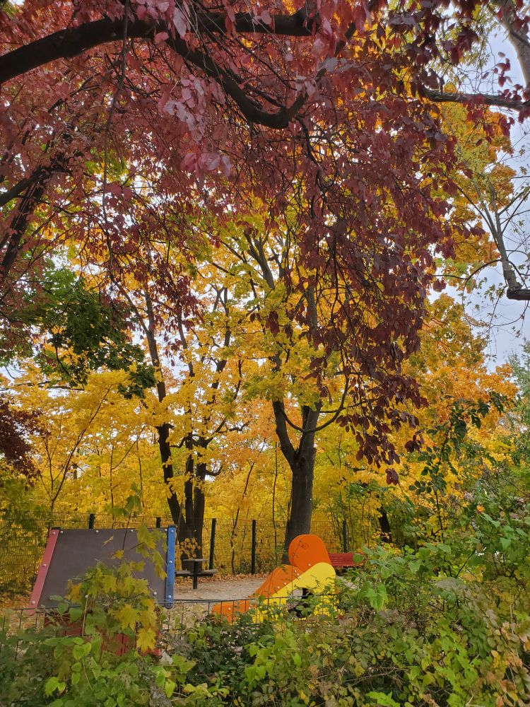 Autumnal trees