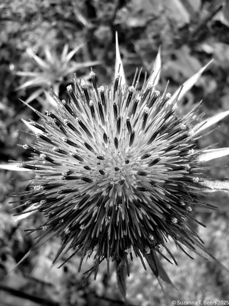 Up close image of a purple milk flower with bits of pollen. This is a black and white image. 