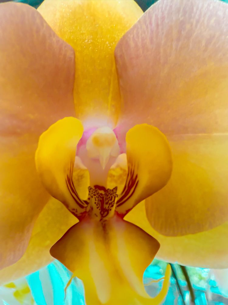 Up close photo of an orchid