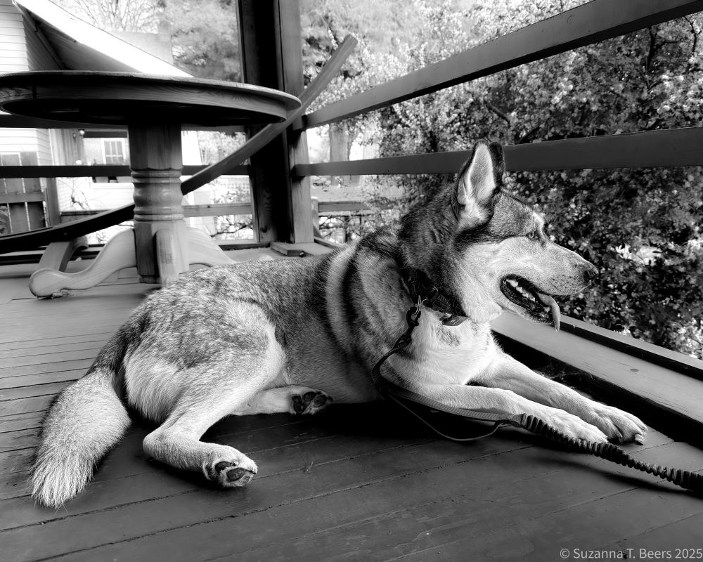 Black and white photo of a large husky lounging with his tongue out on a deck