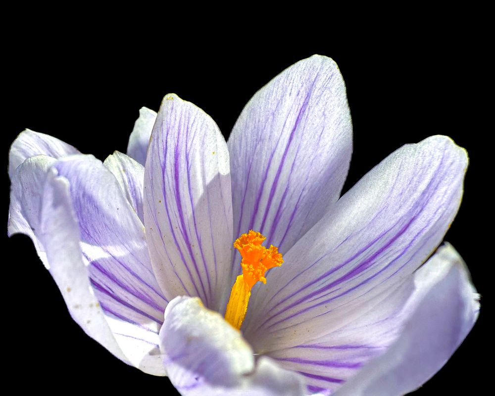 Artistic photo of a single white crocus with purple stripes. 